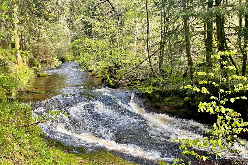 Nach einem guten Essen sind Verdauungsspaziergänge in Baiersbronn besonders schön: Die Natur ist von den Küchen der Stadt nie weit entfernt.Bernhard Krieger/dpa-tmn