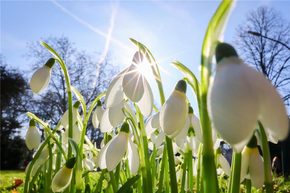 Nach einem kalten Winter zeigen sich an der Alster die ersten Anzeichen des Frühlings. Christian Charisius/dpa
