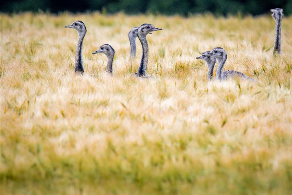 Nach einem starken Wachstum der Nandu-Population am Ratzeburger See beklagten sich Landwirte über Schäden durch die exotischen Tiere. (Archivbild)Jens Büttner/dpa