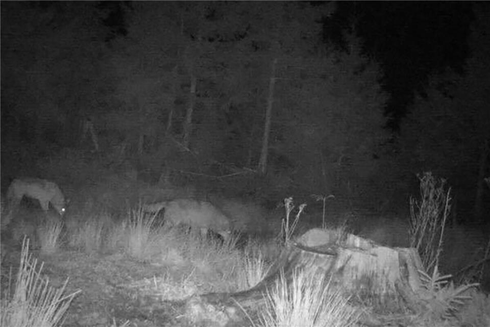 Nach einem ungewöhnlichen Foto der Wildkamera hält ein Experte auch ein Rudel in Baden-Württemberg für wahrscheinlicher.Privat/FVA Baden-Württemberg/dpa