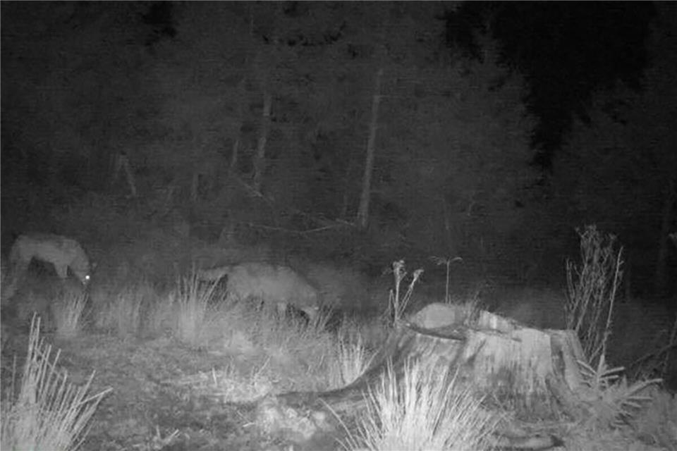 Nach einem ungewöhnlichen Foto der Wildkamera hält ein Experte auch ein Rudel in Baden-Württemberg für wahrscheinlicher.Privat/FVA Baden-Württemberg/dpa