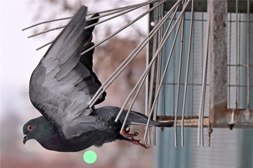 Nach einer Studie von 2022 bis 2024 leben zwischen 12.000 und 24.000 Brutpaare allein in Sachsen. Jennifer Brückner/dpa