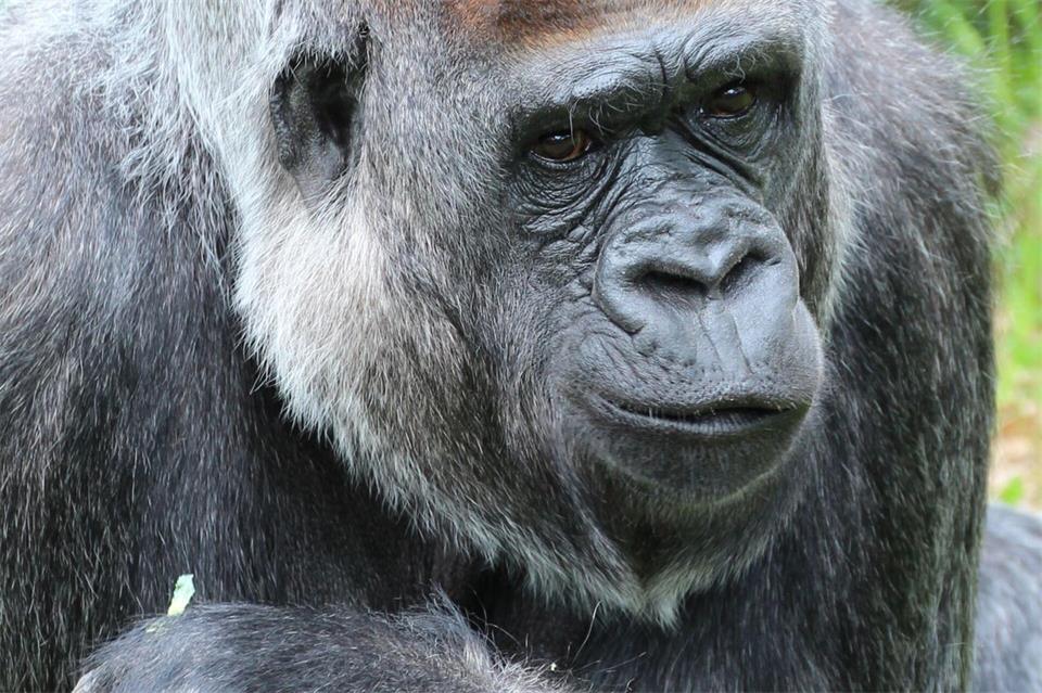 Nach einer Zahn-OP wachte Mpenzi nicht mehr aus der Narkose auf. Handout / Berlin/2026 Zoo Berlin / 2026 Tierpark Berlin/dpa