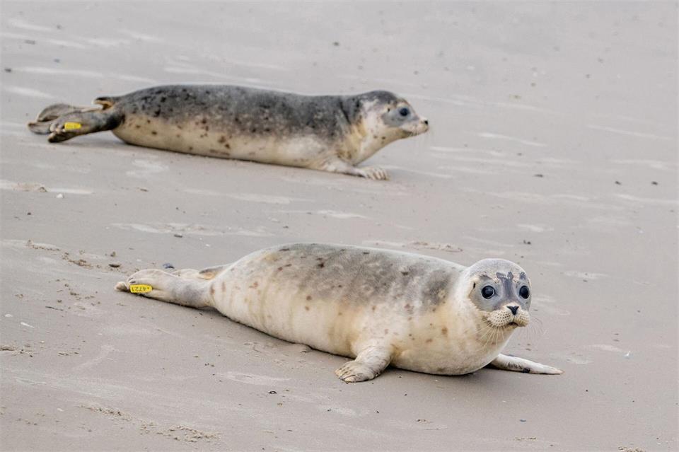 Nach einer erfolgreichen Aufzucht in der Seehundstation Norddeich werden auf der Nordseeinsel Juist Seehunde ausgewildert. Hauke-Christian Dittrich/dpa