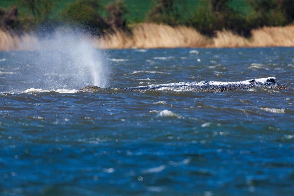 Nach einer kurzen Reise verharrte der Buckelwal zuletzt wieder stundenlang an einer Stelle.Jens Büttner/dpa