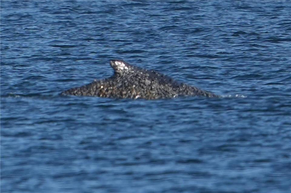 Nach einer tagelangen und aufwendigen Rettungsaktion ist der vor Timmendorfer Strand auf einer Sandbank liegende Buckelwal in der Nacht zumindest vorläufig freigekommen. Marcus Brandt/dpa
