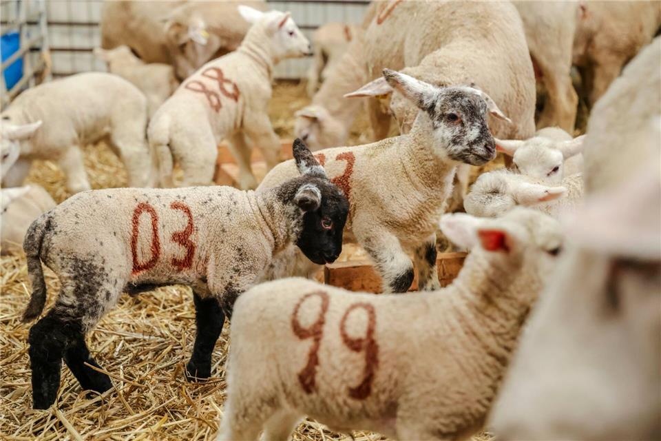 Nach einigen Tagen ziehen die Mutterschafe mit ihren Lämmern aus den Einzelboxen in größere Boxen.Frank Molter/dpa