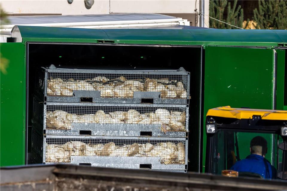Nach ersten Erhebungen wurden bisher etwa 400.000 Hühner, Enten, Gänse und Puten gekeult und anschließend entsorgt.Frank Hammerschmidt/dpa