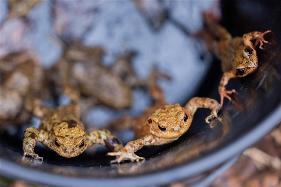 Nach ersten Zählungen sind bislang rund 20 000 Amphibien „gewandert“ - sie landeten also bei den Krötenhelfern im Eimer oder in den Tunneln.(Archiv)Rolf Vennenbernd/dpa