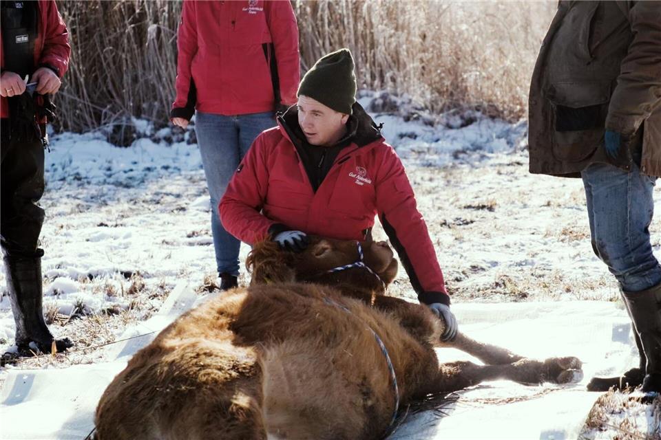 Nach etwa einem halben Jahr ist die Kuh Arielle eingefangen worden. (Handout)Gut Aiderbichl/dpa
