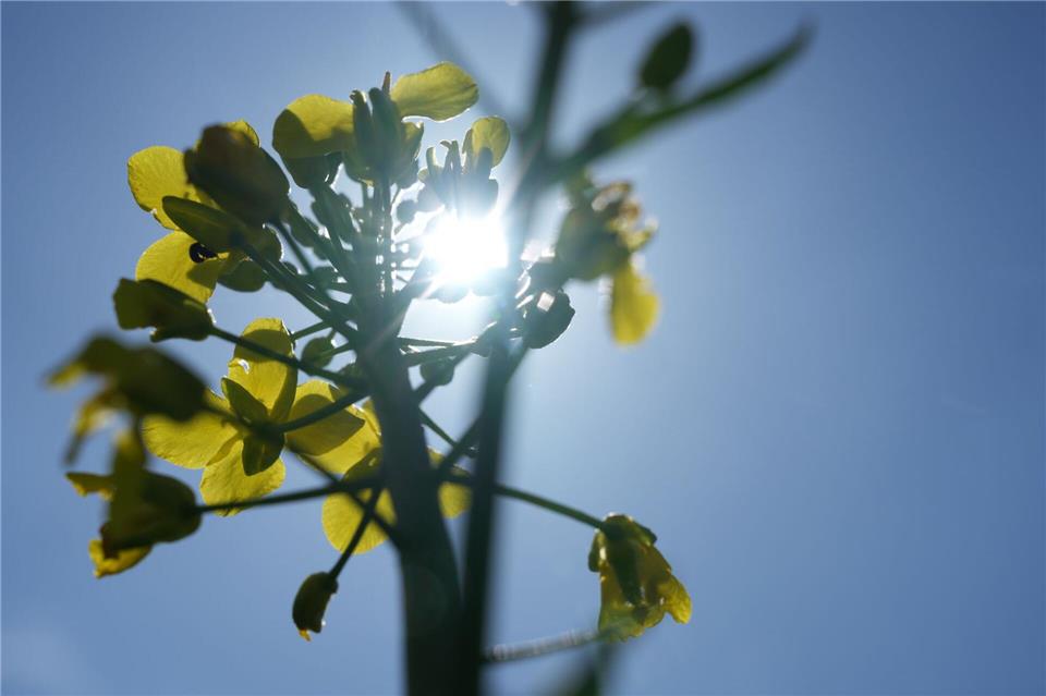 Nach früher Kälte klettern die Temperaturen heute auf Werte zwischen 18 und 20 Grad. Der Samstag verspricht sommerliche Temperaturen. (Archivbild)Sven Käuler/dpa