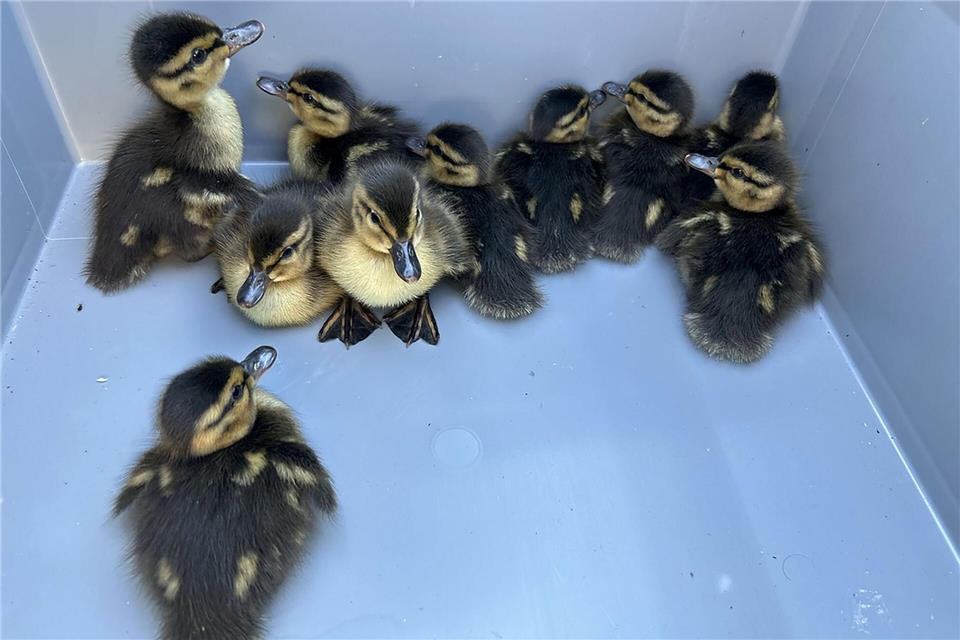 Nach ihrer Rettung werden die Küken jetzt in einer Wildtierstation versorgt. -/Polizeipräsidium Südosthessen/dpa