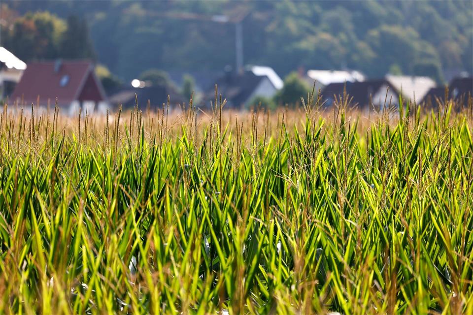 Nach kurzen Gewittern am Samstag soll es in NRW wieder freundlicher werden. (Symbolbild)Thomas Banneyer/dpa