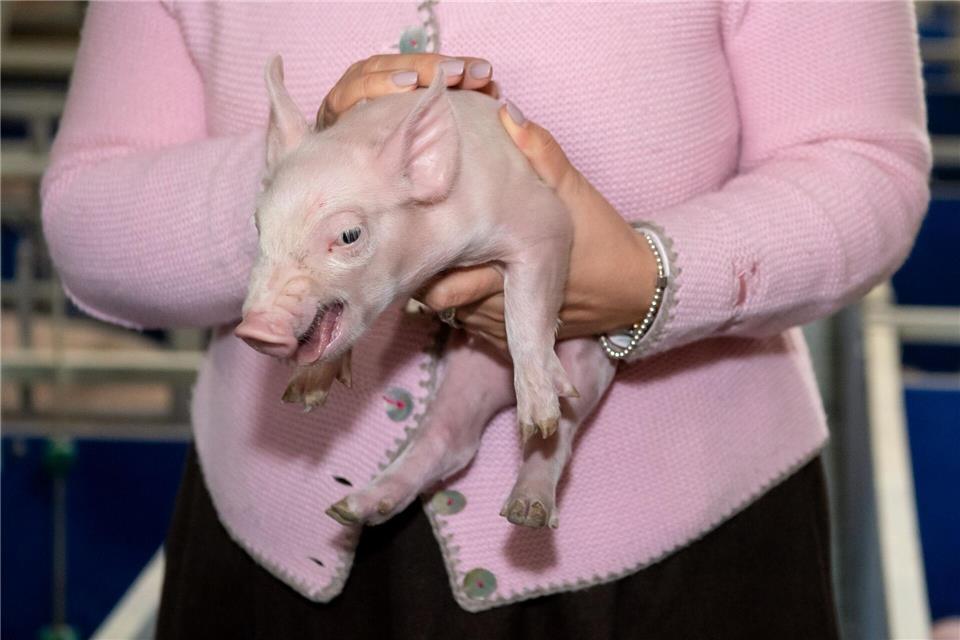 Nach langer Zeit gibt es wieder etwas mehr Schweine in Bayern. (Symbolbild)Sven Hoppe/dpa