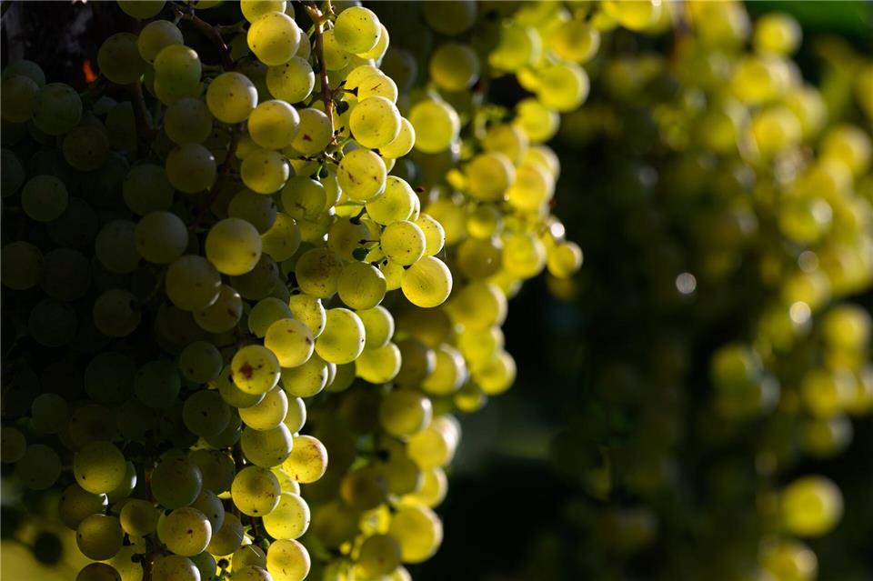 Nach sechs Wochen haben die Winzer das Erntefinale erreicht. (Archivbild)Hendrik Schmidt/dpa