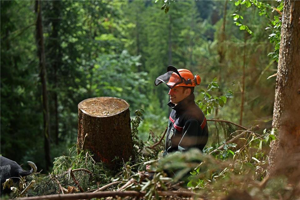 Nach starken Winden zeigt sich Sachsens Staatswald robust. (Symbolbild)Jennifer Brückner/dpa