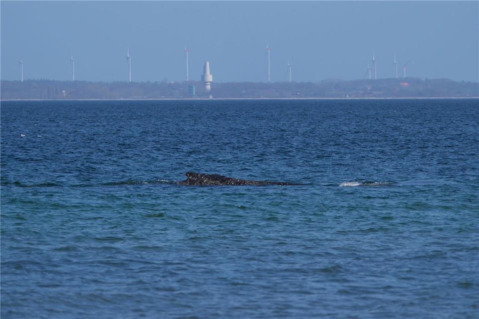 Nach tagelangen Bemühungen zahlreicher Helfer hatte sich der Wal in der Nacht zum Freitag nach Tagen selbst von einer Sandbank vor Timmendorfer Strand durch eine per Bagger ausgegrabene Rinne freigeschwommen.Marcus Brandt/dpa