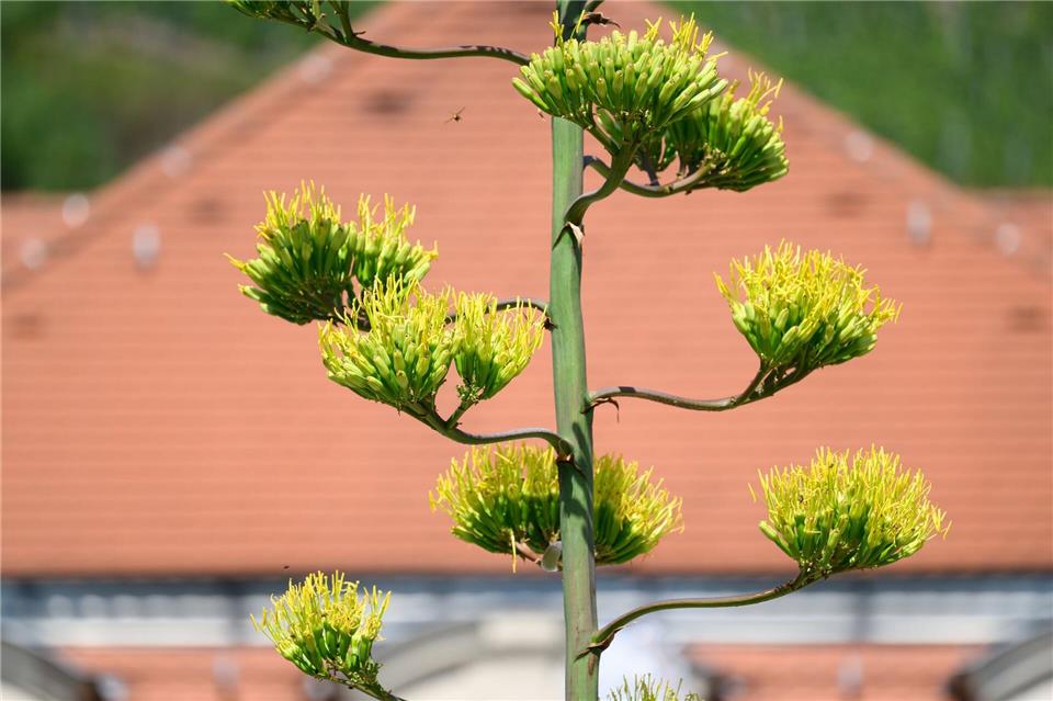 Nach und nach öffnen sich die Knospen und bringen viele goldgelbe Blüten zum Vorschein.Robert Michael/dpa