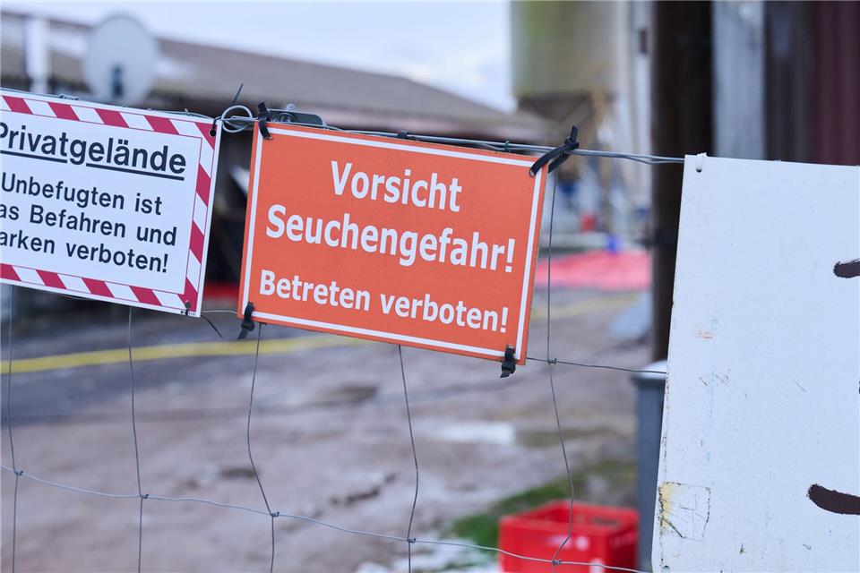 Nach wie vor laufen in Brandenburg Schutzmaßnahmen gegen eine Ausbreitung der Maul- und Klauenseuche nach dem Auftreten bei einer Büffelherde. (Archivbild)Annette Riedl/dpa