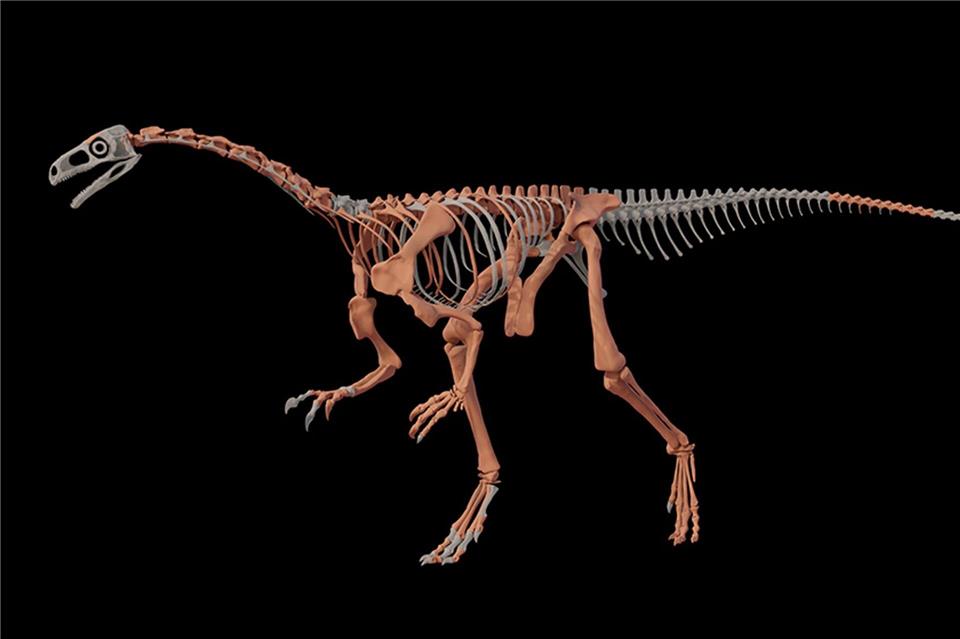 Fossilienfund in Argentinien: Einer der ältesten Dinosaurier Nachbildung des Dinosauriers Huayracursor jaguensis---/CONICET Argentina/dpa