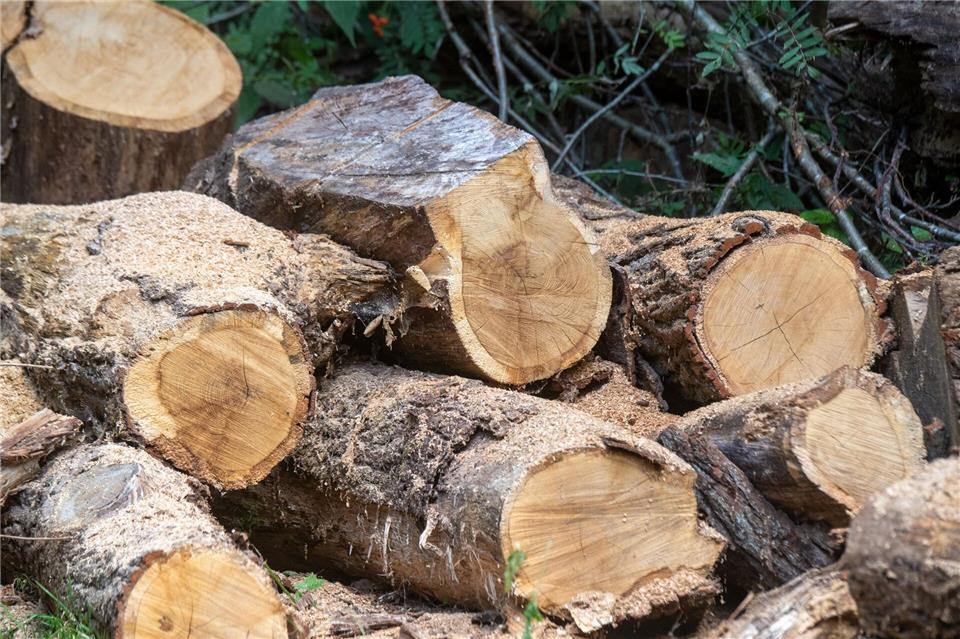 Nachwachsender Rohstoff Holz ist weiter gefragt. Stefan Sauer/dpa