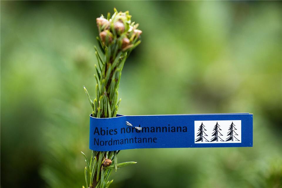 Nadelt nicht und hält lange - Nordmanntannen sind bei vielen Leuten beliebt.picture alliance/dpa