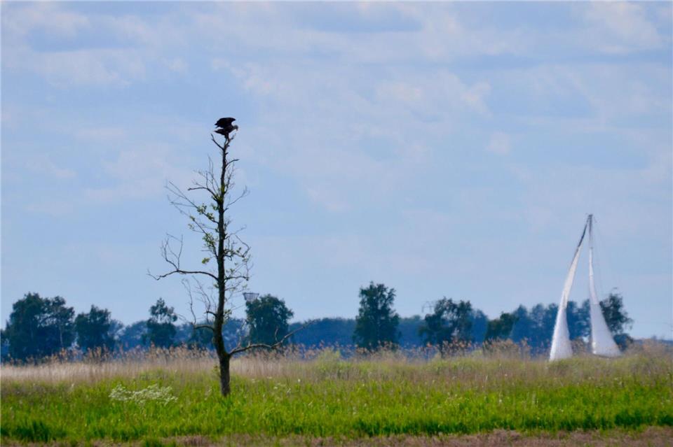 Nahe der Zecheriner Brücke zeigen sich endlich Seeadler: Weil die großen Tiere um die Insel herum viel Nahrung finden, gilt Usedom als einer der besten Orte für Sichtungen.Wolfgang Stelljes/dpa-tmn