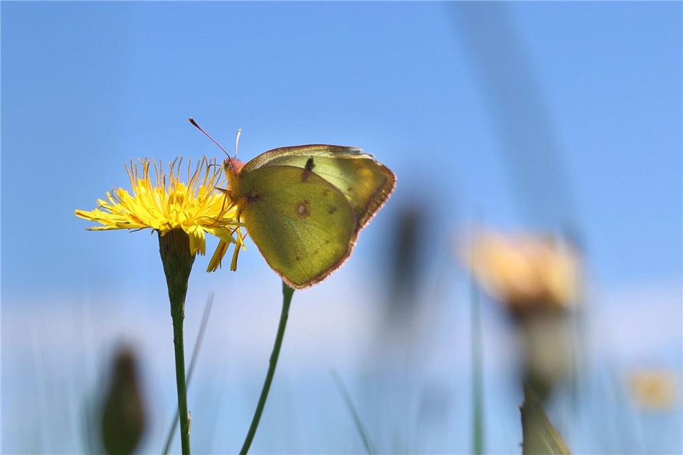 Nahrungsquelle: Die Blüten von Wildblumen halten für Schmetterlinge viel Nektar bereit.picture alliance/dpa