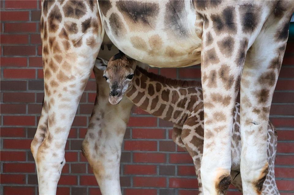 Namenspate für die junge Giraffe ist das Model Linus Weber. (Archivbild)-/Tierpark Berlin/dpa