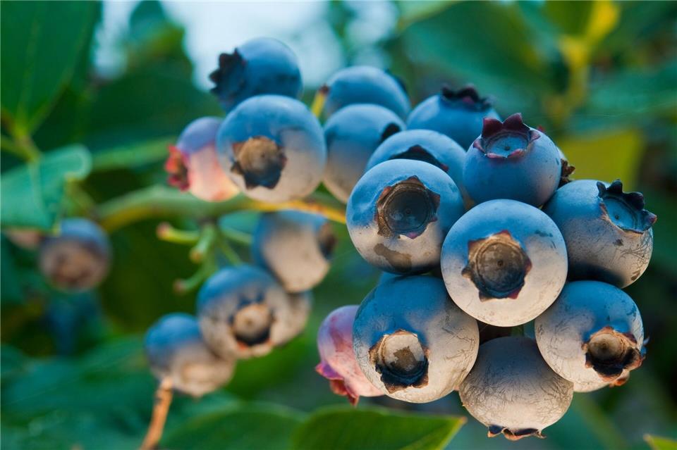 Naschen direkt vom Strauch: Kompakte Blaubeersorten eignen sich gut für große Balkonkübel.picture alliance/dpa/dpa-tmn