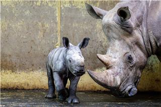 Nashorn-Mama „Amalie“ und ihr männliches Junges „Liam“ stehen im Zoo in Osnabrück.David Ebener/dpa