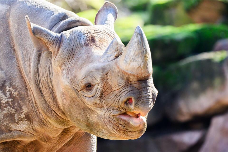 Nashorn Nasor steht in seinem neuen Zuhause: dem Zoo Hannover.Julian Stratenschulte/dpa