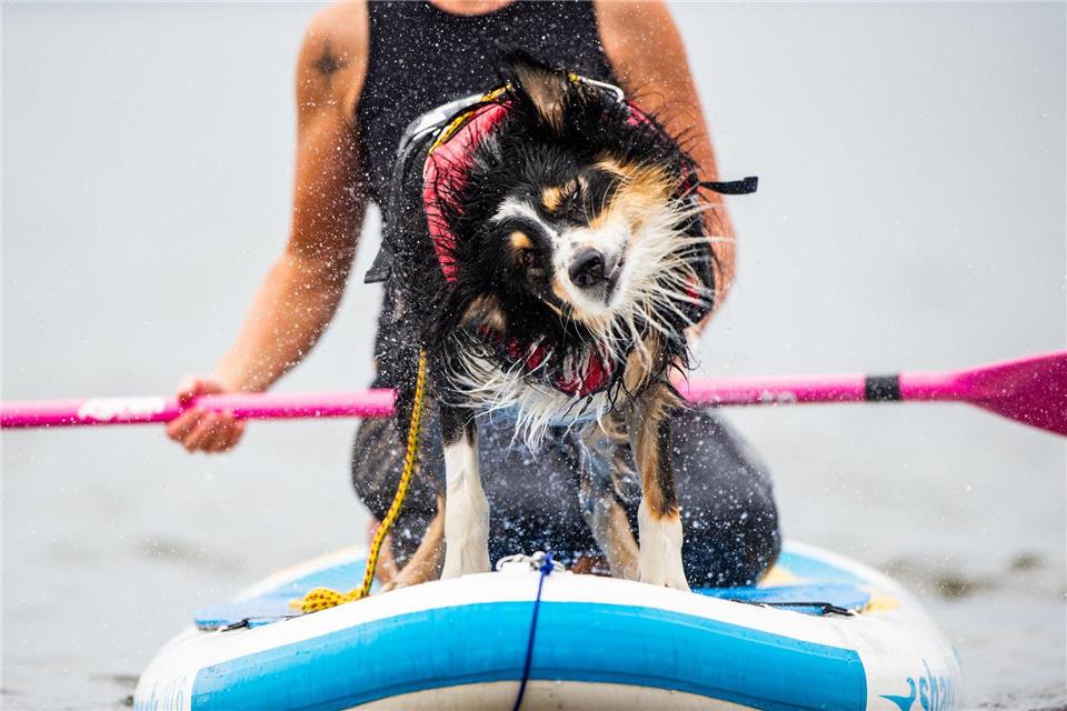 Nasser Spaß auf vier Pfoten – Hunde genießen das Abenteuer auf dem SUP-Board.Christophe Gateau/dpa/dpa-tmn