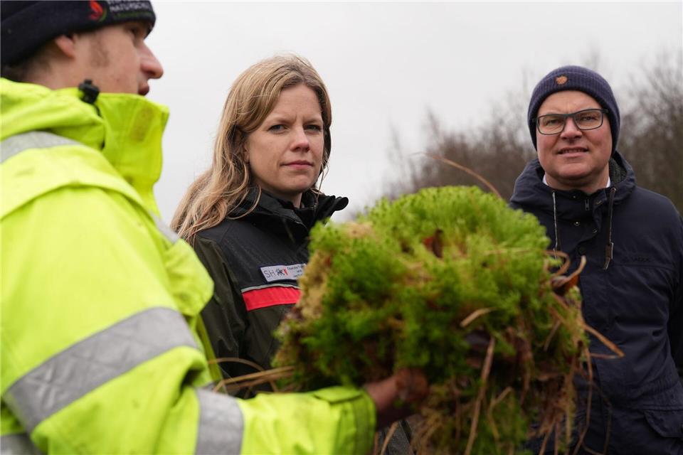 Nasses, grünes Torfmoos soll im Grotmoor wieder wachsen.Marcus Brandt/dpa
