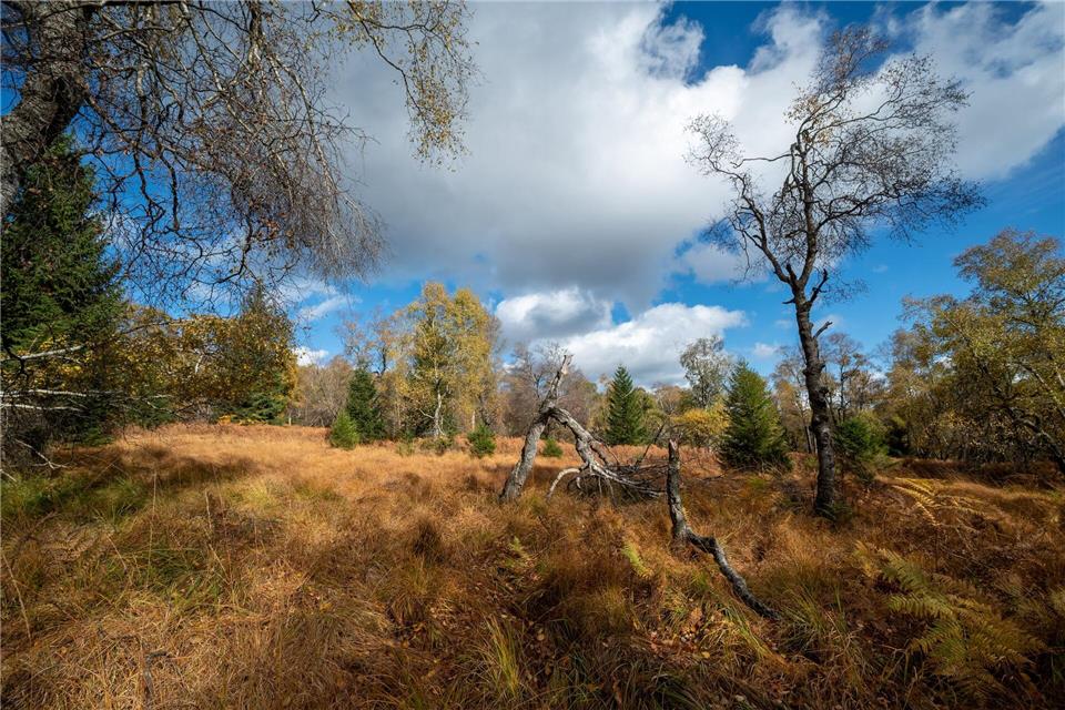 Nationalpark Hunsrück-Hochwald: Das Saarland hat bundesweit den höchsten Anteil an Naturschutzgebieten. (Archivbild)Harald Tittel/dpa