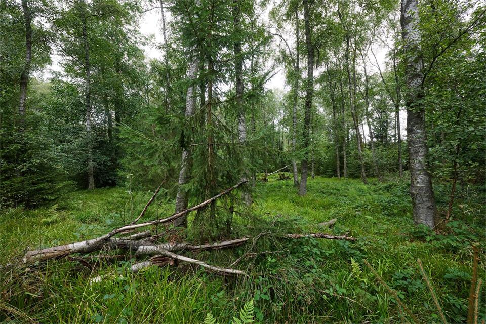 „Natur Natur sein lassen“ - würden die Wälder am Rothaarkamm Nationalpark, würde das noch stärker gelten als bislang.Bernd Thissen/dpa