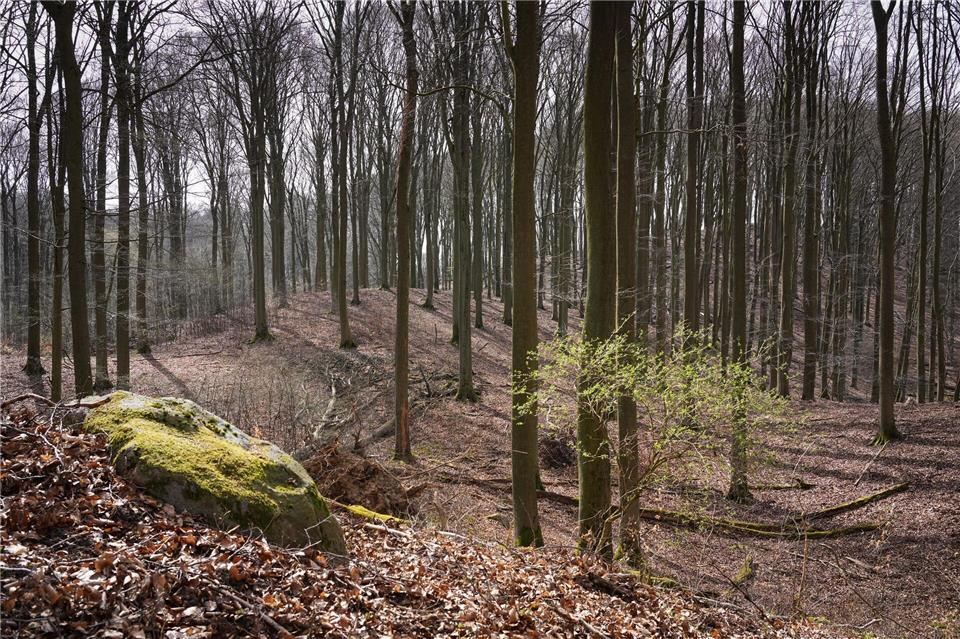 Neue Audio-Tour macht Buchenwald Grumsin zum Hörerlebnis Naturbegeisterte können Wissenswertes über den Buchenwald Grumsin nördlich von Berlin jetzt auch per Audio-Tour erfahren. (Archivbild) Soeren Stache/dpa
