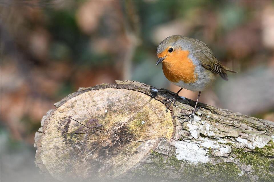Naturnahe Futterquellen sind wichtig für Vögel wie Rotkehlchen. (Archivbild) Felix Kästle/dpa