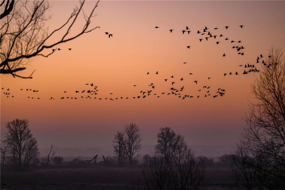 Was man über den Nationalpark Unteres Odertal wissen muss Naturschauspiel am Morgenhimmel: Wildgänse fliegen über den Nationalpark Unteres Odertal nördlich von Schwedt. (Archivbild) Patrick Pleul/dpa