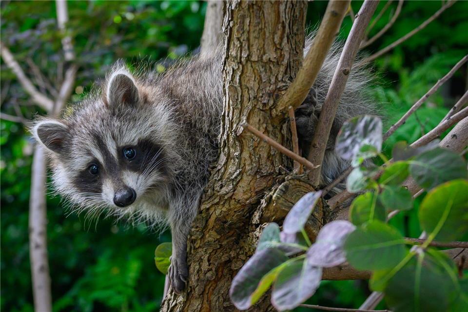 Zorro auf dem Vormarsch: Waschbär wird zum Problembär Naturschützer halten eine Bekämpfung des Waschbären nur in seltenen Fällen zum Schutz von bedrohten Arten für sinnvoll. (Archivbild) Patrick Pleul/dpa