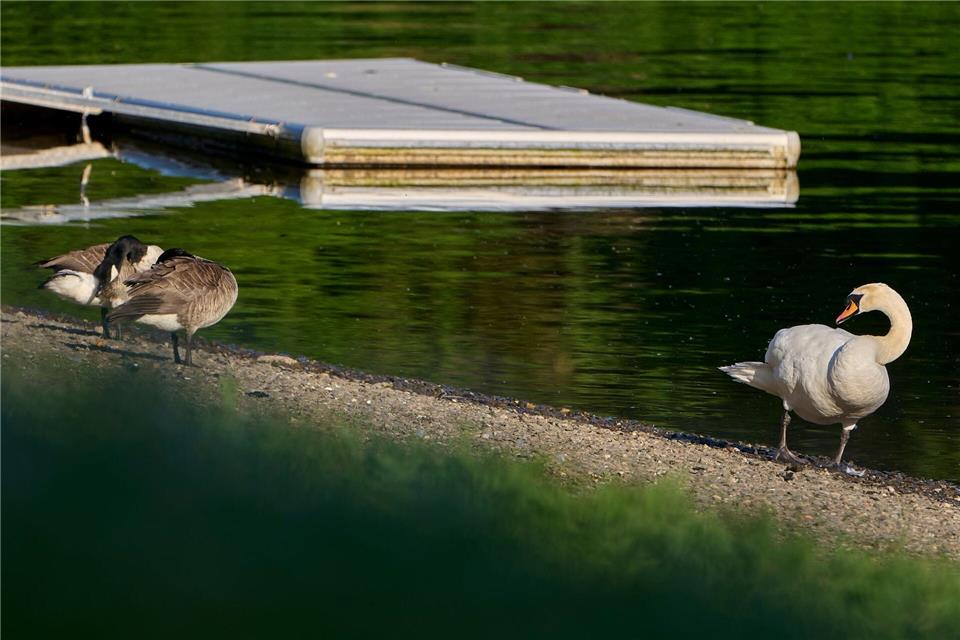 Naturschützer lehnen die Bejagung der Nilgans während der Schonzeit klar ab. (Archivbild)Sascha Ditscher/dpa
