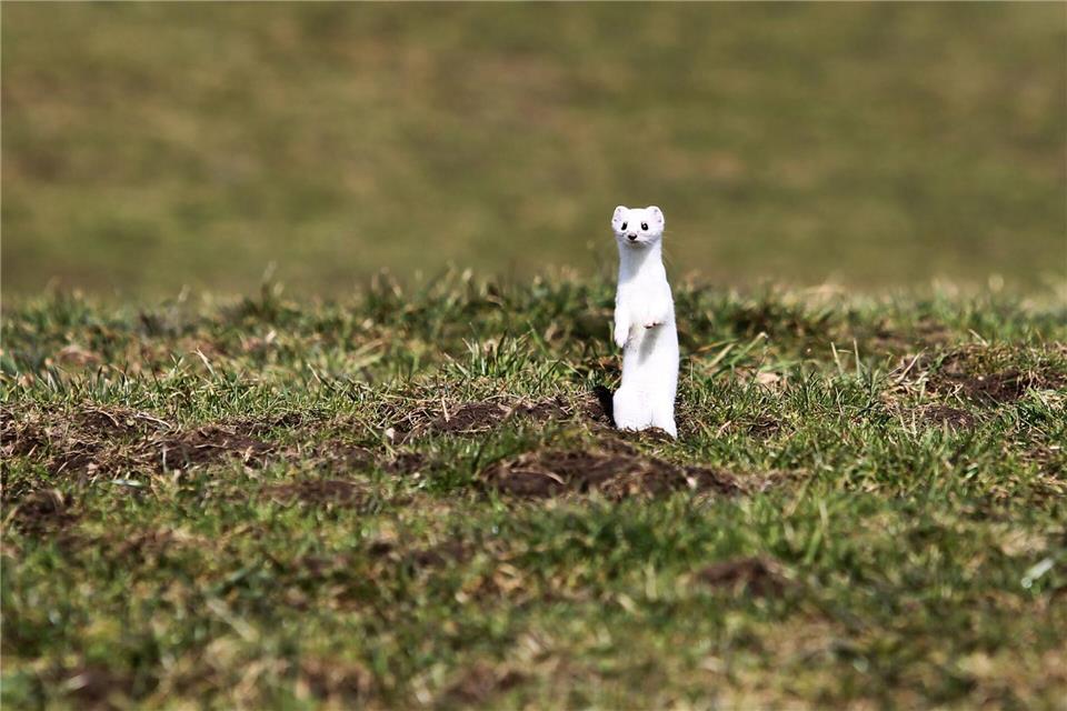 Naturschützer sehen „aktuell keinen vernünftigen Grund“, Hermeline zu fangen und zu töten. (Archivbild)Karl-Josef Hildenbrand/dpa