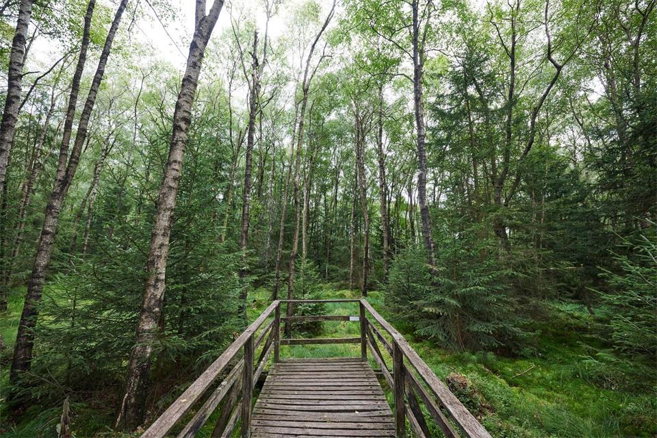 Naturschützer sehen in einem strenger geschützten Wald einen wichtigen Beitrag zur Artenvielfalt.Bernd Thissen/dpa