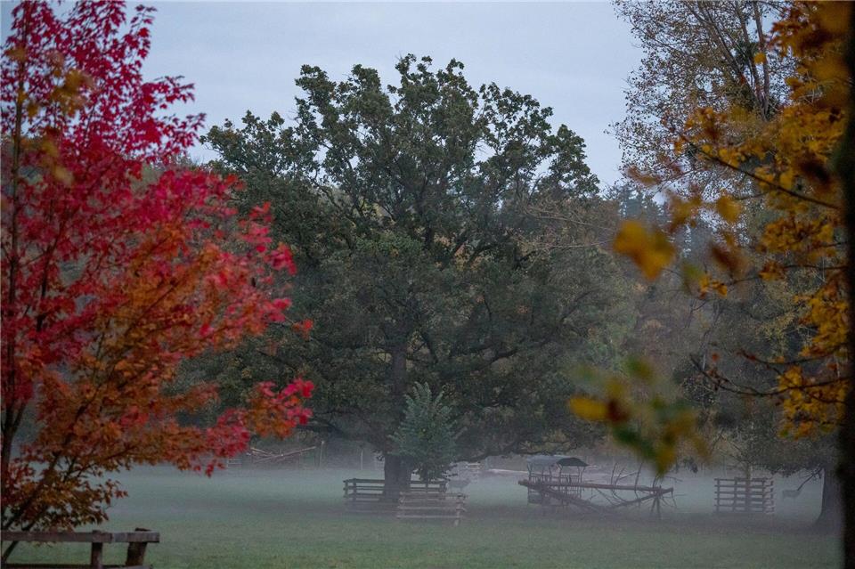 Nebel im oberfränkischen Wildpark Schloss Tambach. Daniel Vogl/dpa