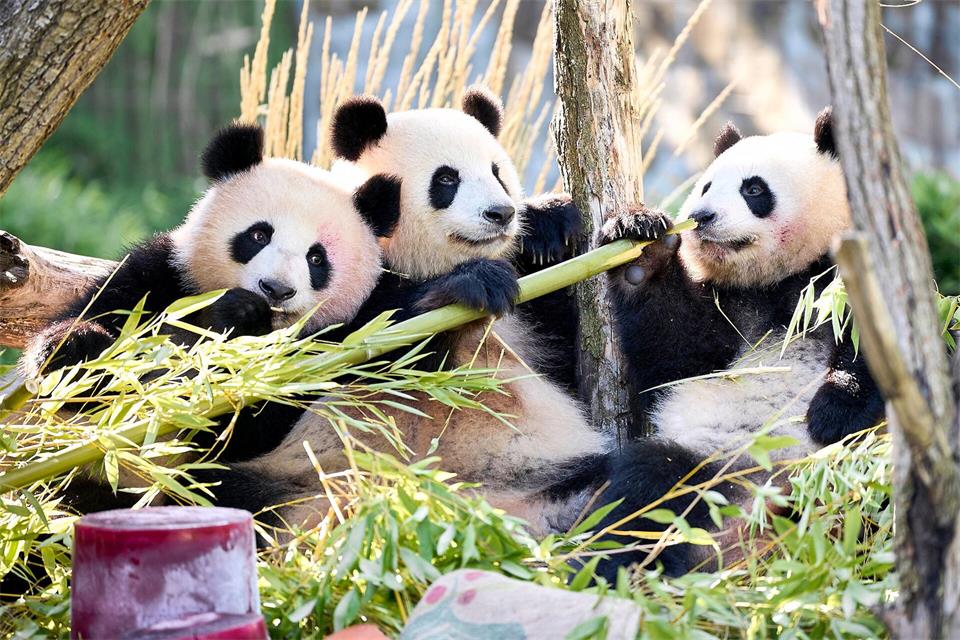 Neben Bambus und Muttermilch essen Leni und Lotti spezielle Panda-Kekse.Michael Ukas/dpa