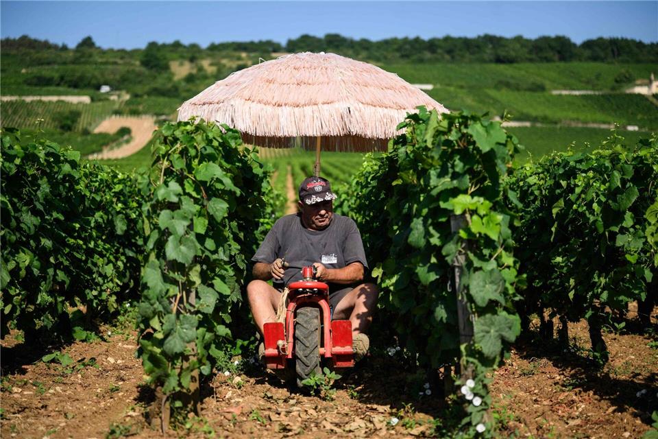 Neben Lieferdiensten und Bauarbeitern ist die Landwirtschaft besonders von Hitze betroffen. (Archivbild)Arnaud Finistre/AFP/dpa