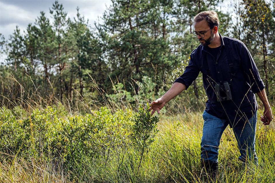 Neben dem Gagelstrauch gedeiht am Waldrand auch die Rosmarinheide.Lars Berg/dpa