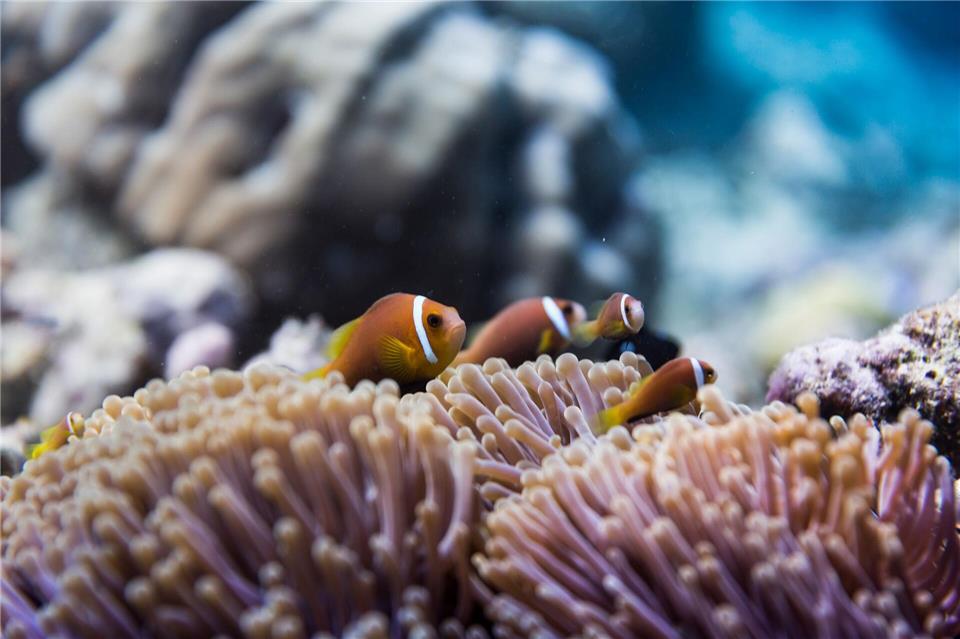 Neben den Mantarochen sind auch die kleinen Riffbewohner unterseeische Attraktion. Visit Maldives/dpa-tmn