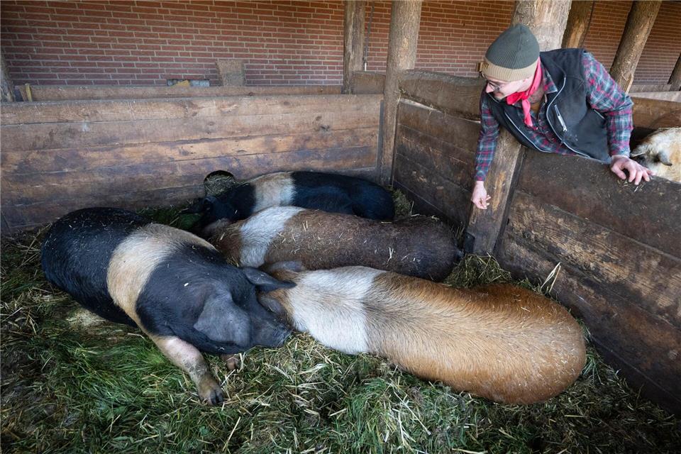 Bauer Nils und seine Gänse: Ein Hof in Vogelgrippe-Zeiten  Neben der Vogelgrippe ist der Tierbestand des Landwirts auch von der Schweinepest bedroht.Boris Roessler/dpa