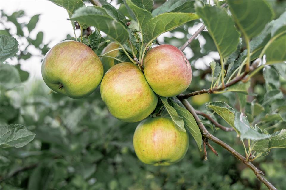 Neben einem Apfel soll der Mann auch ein Glas Meerrettich geworfen haben. (Symbolbild)Markus Scholz/dpa
